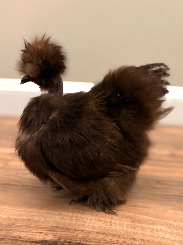 6+ mottled silkie/satin hatching eggs NPIP/AI clean