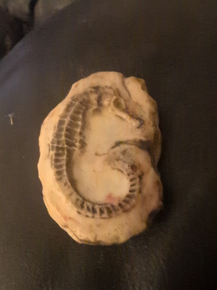 Fossil Seahorse Decorative