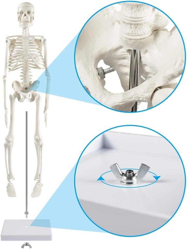 17” Anatomical Skeleton Model with Movable Arms Ideal for Teaching & Display