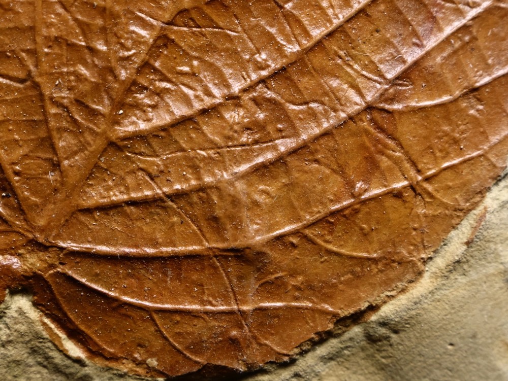 Niiice Leaf Fossil, Glendive, MT