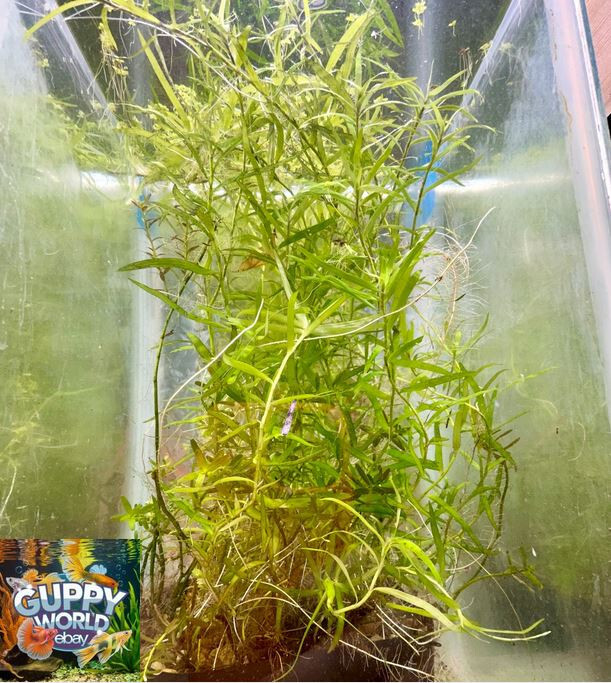 Pogostemon Stellatus Octopus  Stems