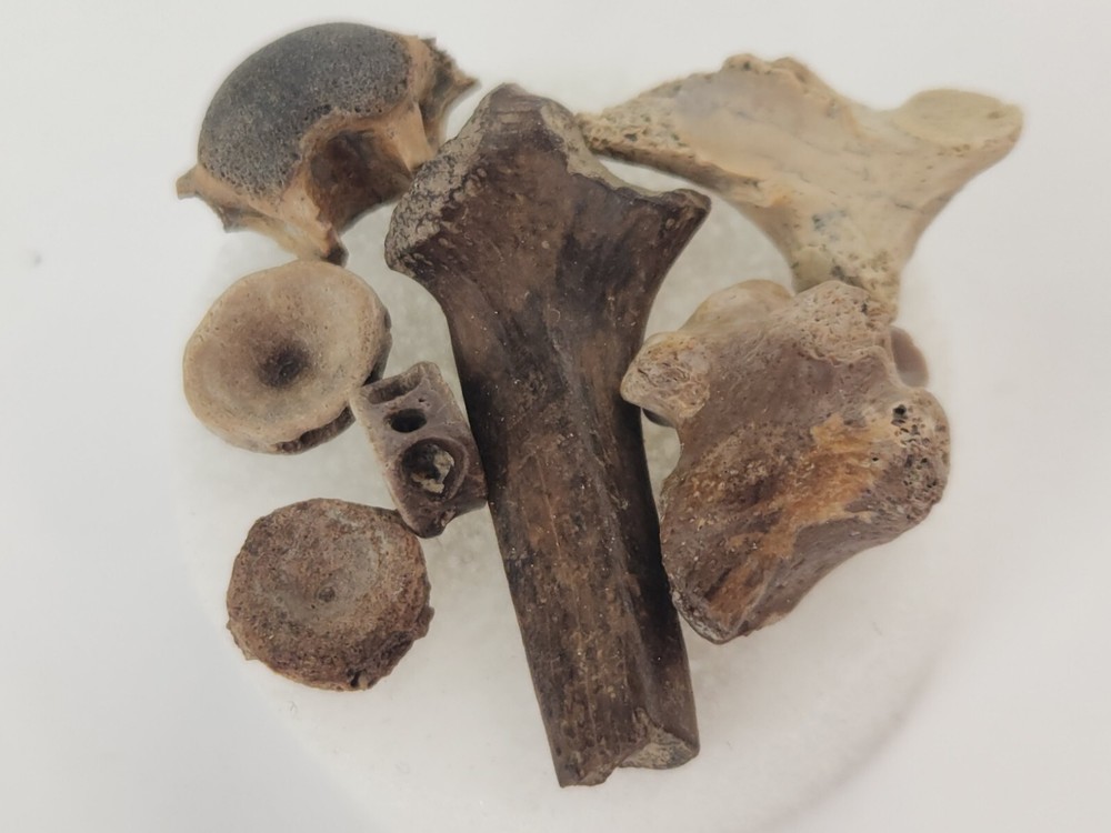 Lance Formation Micro Fossil Pack - Perfect for Teaching / Education - 70 Pieces