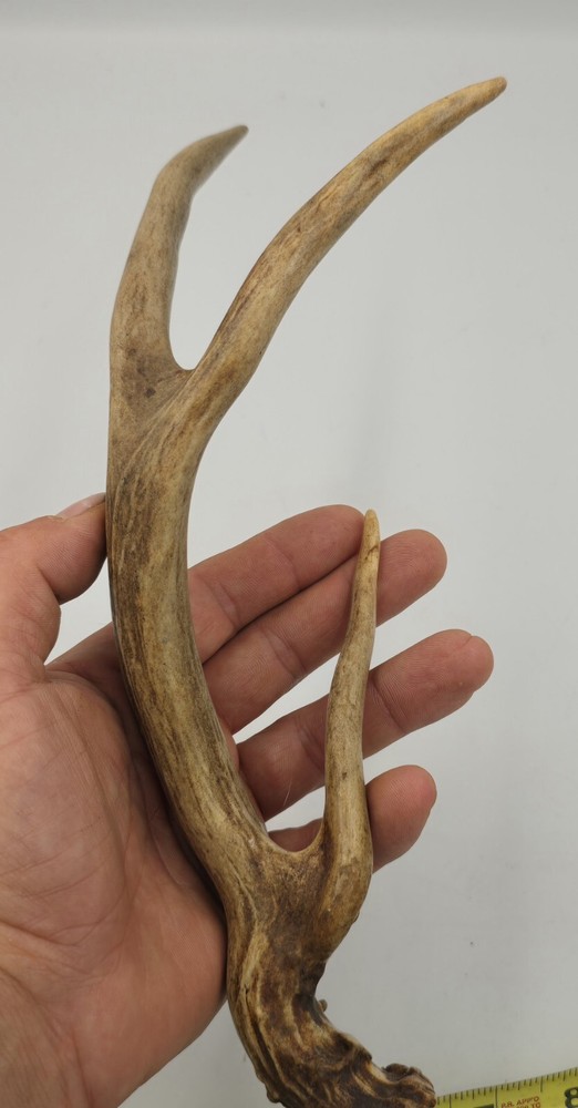 Unique deer antler shed ✅️