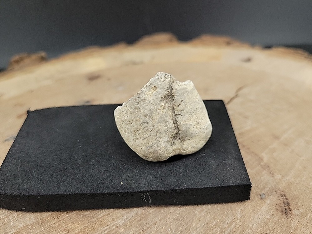 Real Fossilized Dinosaur Half Egg Embro Uv Reactive