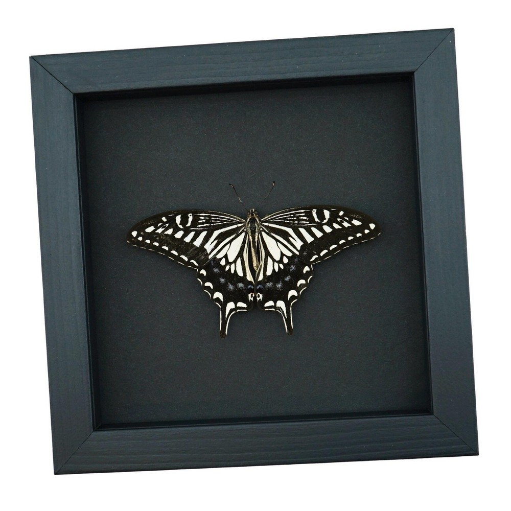 Papilio Xuthus Resting Hawaii Butterfly Xuthus Swallowtail Moonlight Display