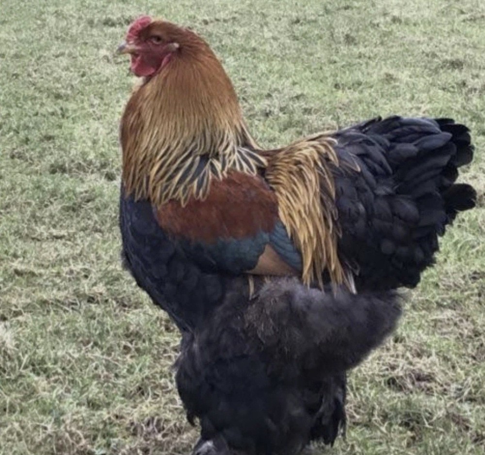 12 Red/Blue/GOLD Partridge Brahma Hatching Eggs
