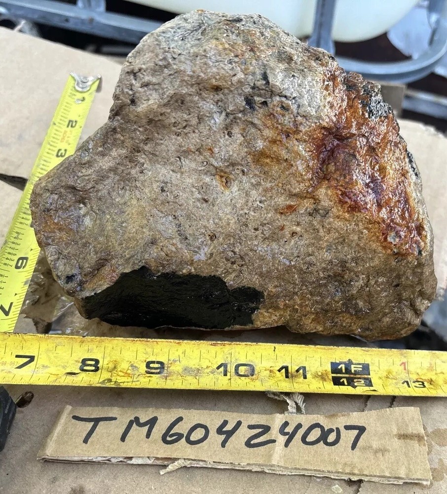 Tempskya petrified Palmwood