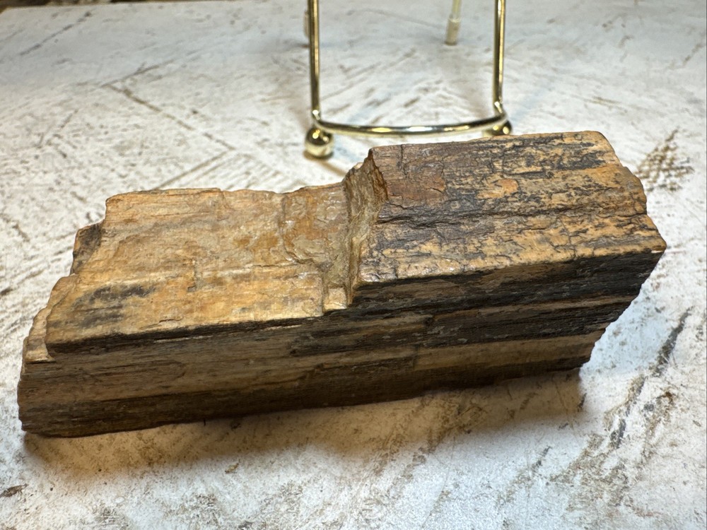 Petrified Wood Specimen 8oz