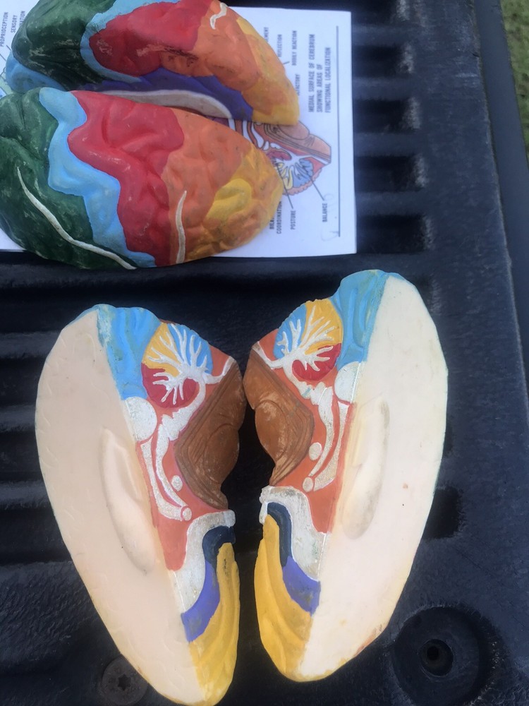 Human Skull Model,4 Part Human Brain with stand