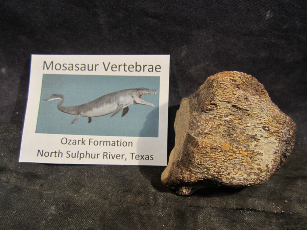 Dinosaur Bone Mosasaur Vertebrae Bone North Sulphur River Texas, US