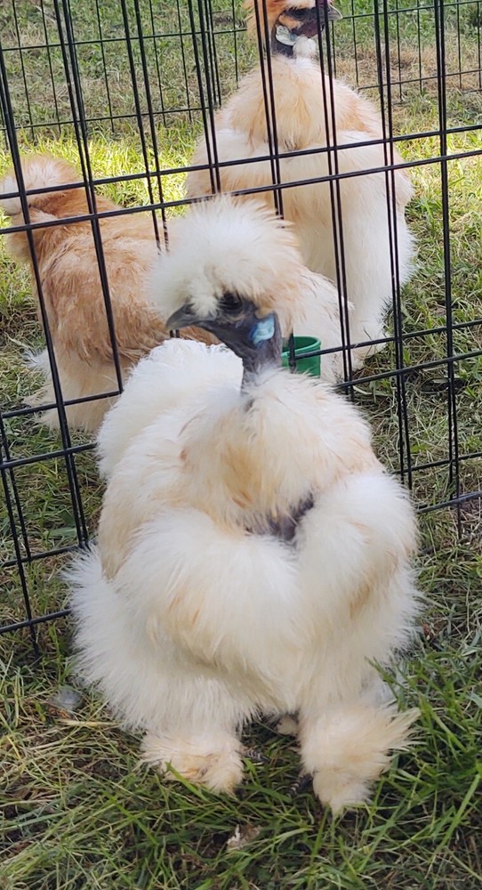 6 quality Silkie Hatching Eggs