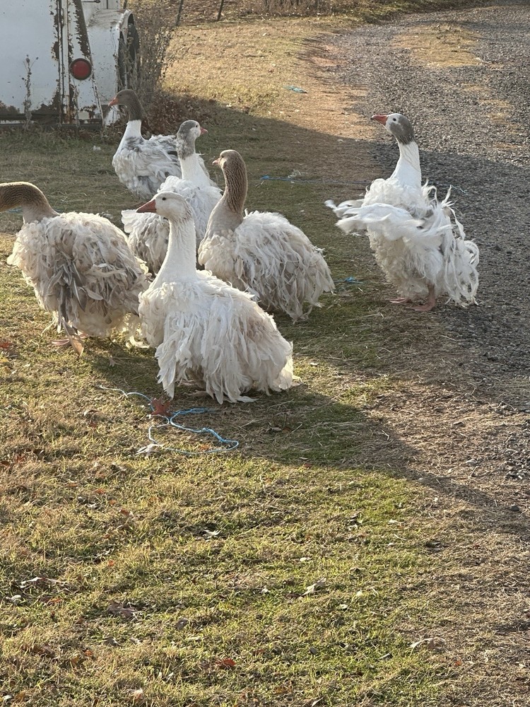 2 Sebastopol Geese Hatching Eggs read description please.
