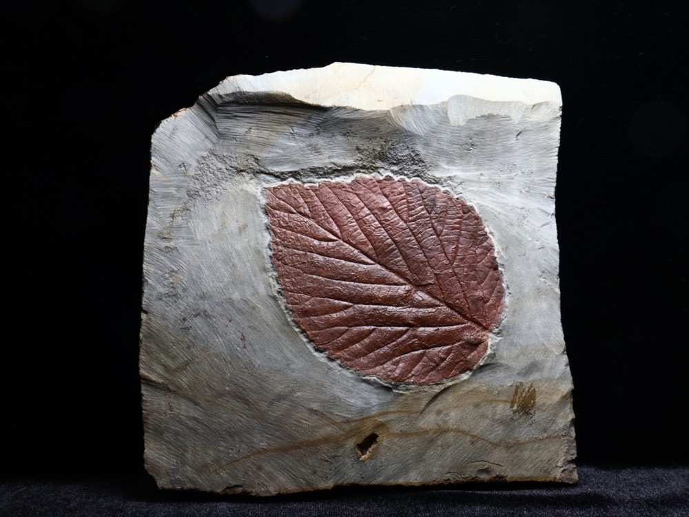 Gorgeous Leaf Fossil, Glendive, Montana
