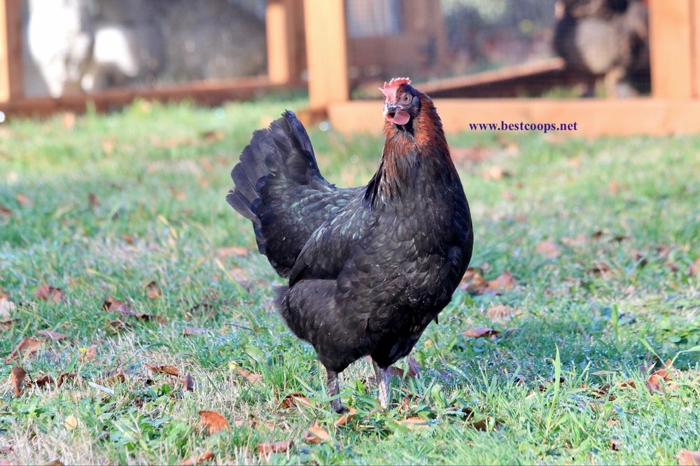 10+ Fertile Black Copper Marans Chicken Hatching Eggs