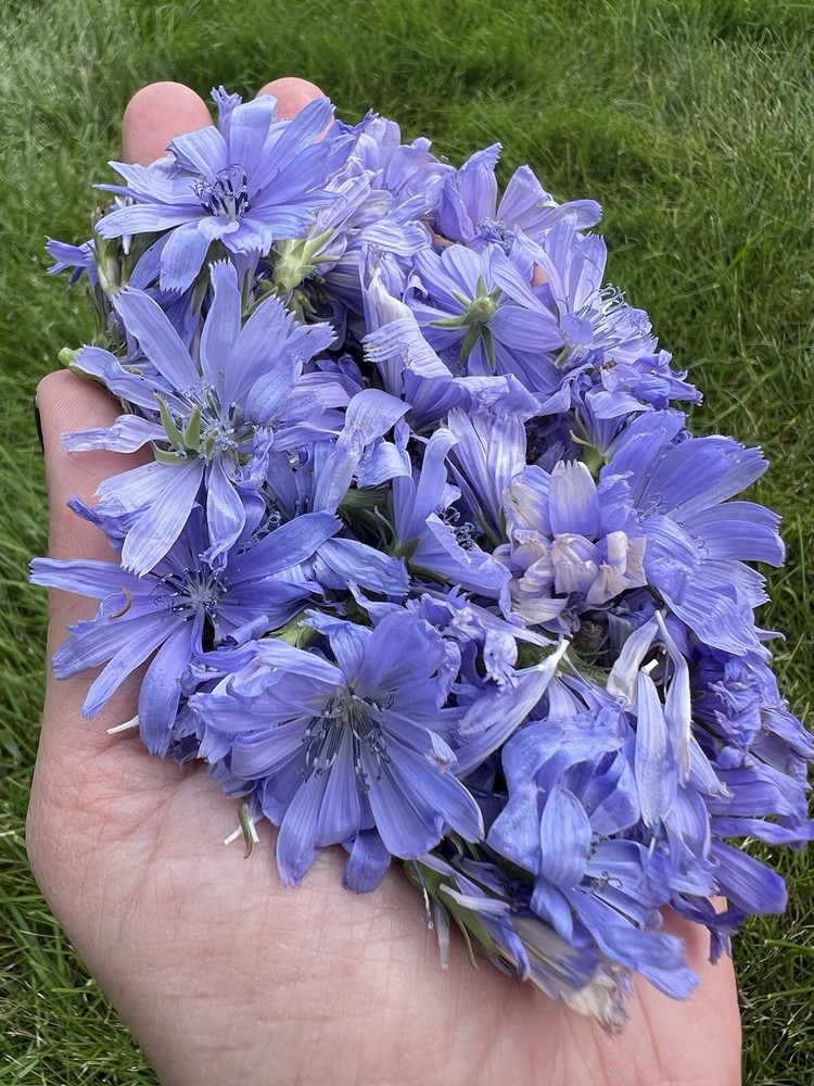Dried Blue Cornflowers