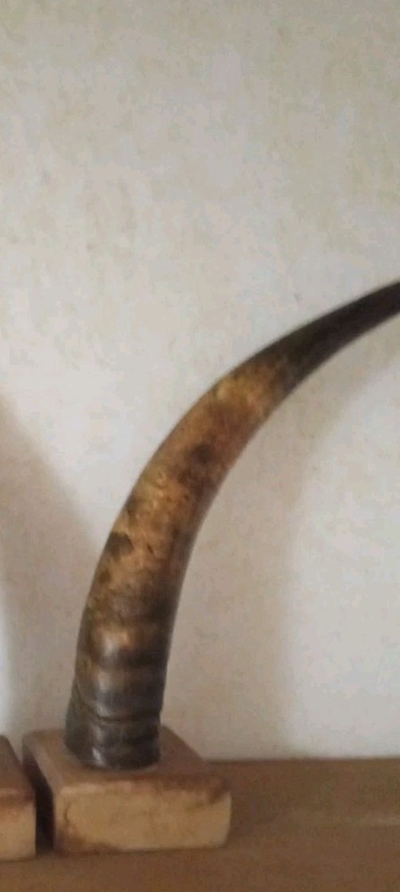 ANTIQUE CATTLE HORNS ON WOODEN BASE