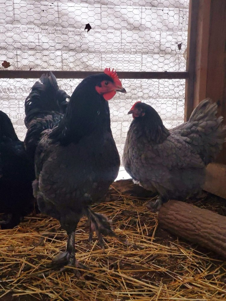 12+ Langshan Blue, Black, Splash Hatching Chicken Eggs