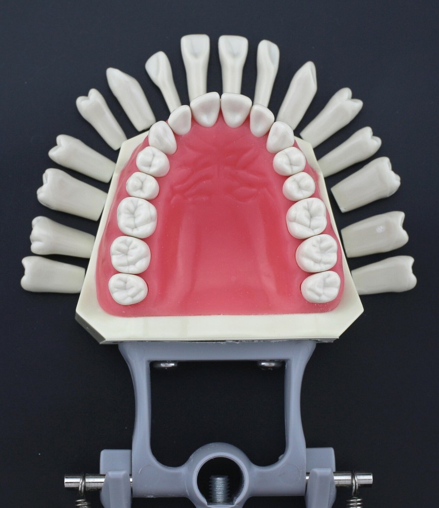 Columbia 860 Type Dental Typodont Teeth Model Soft Gingiva 32pcs Removable Teeth