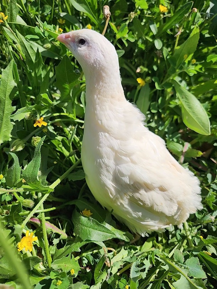 12+ Celadon Hatching Eggs