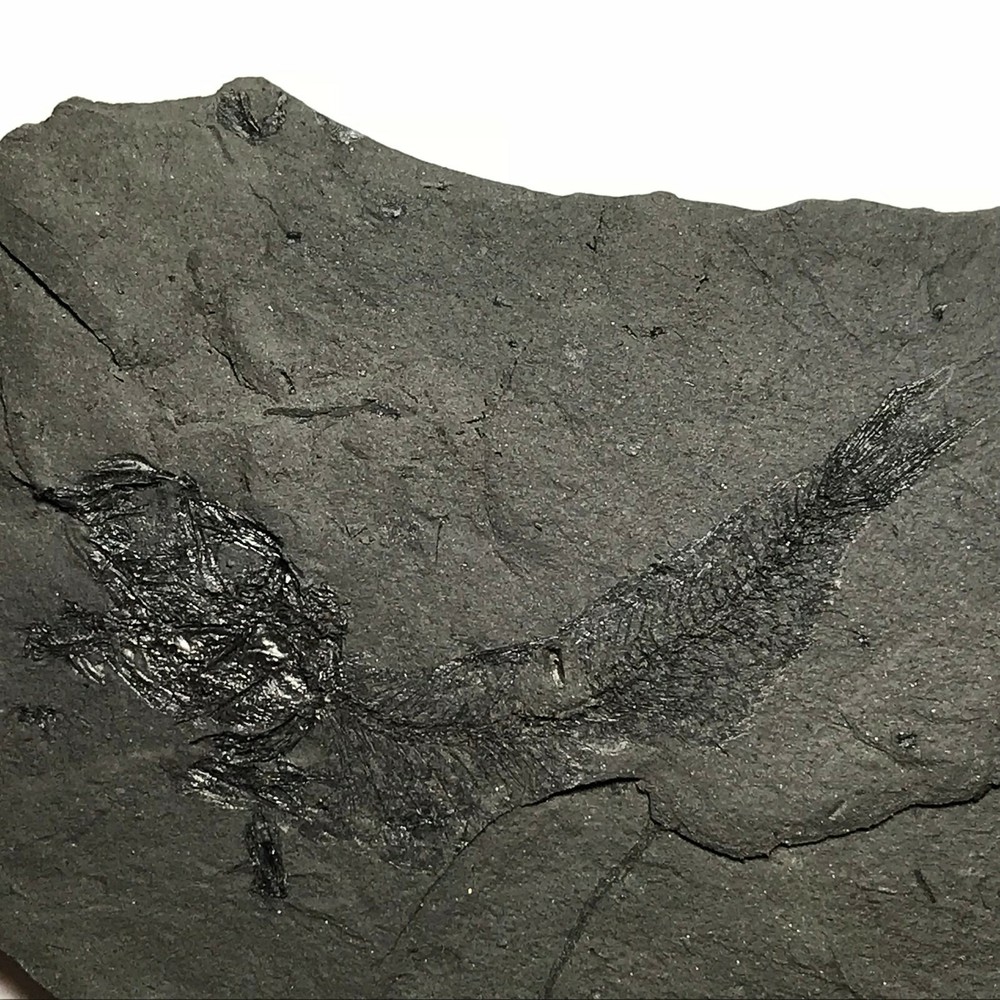 FOSSIL FISH CLUPEA
