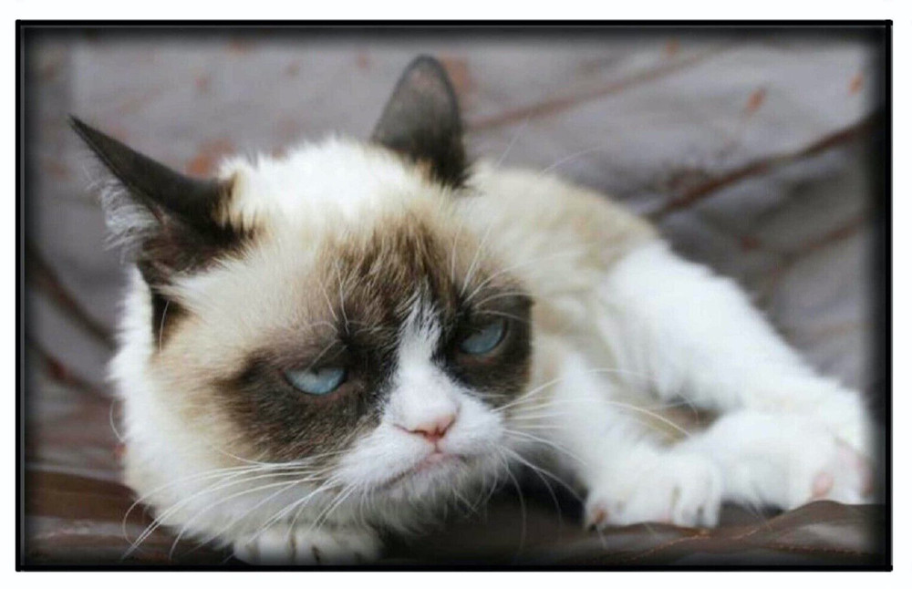 Pop Culture Image Magnet #108 Grumpy Cat Meme Kitty