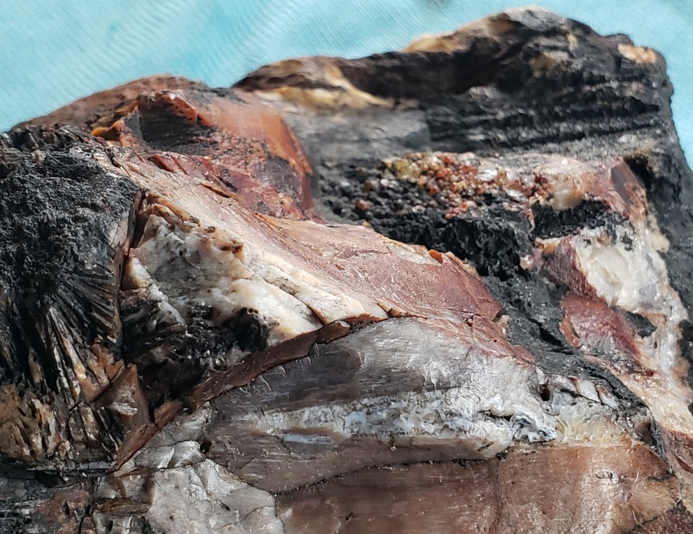 Agatized Opalized Petrified Oregon Fire-scorched Driftwood