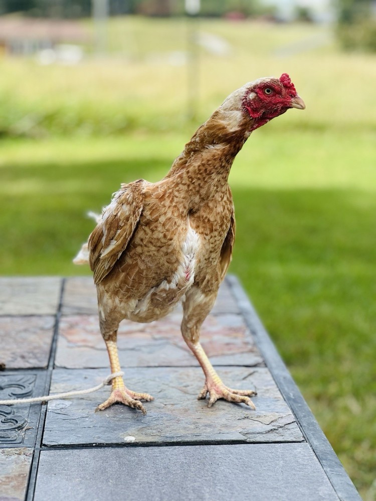 Thai Chicken Hatching eggs