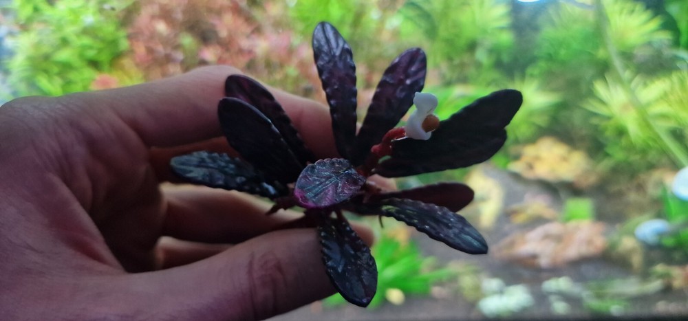 Bucephalandra Brownie Ghost 2011 Modeling 3d Printed Resin