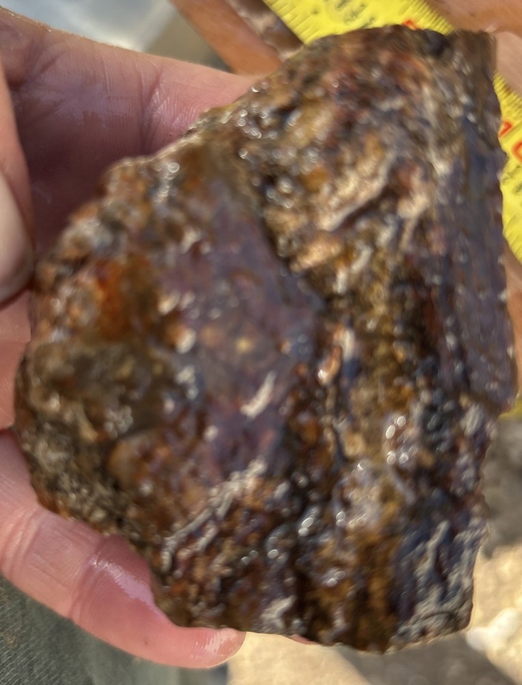 Colorful petrified wood