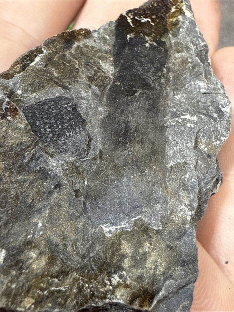 Devonian Plant With Fish - Rare devonian plant- Red Hills PA.