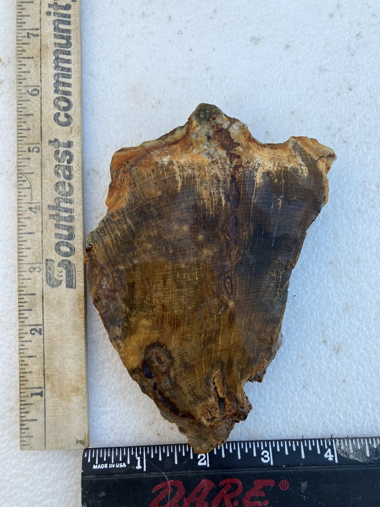 Petrified Wood Slab, One Side Covered With Urethane