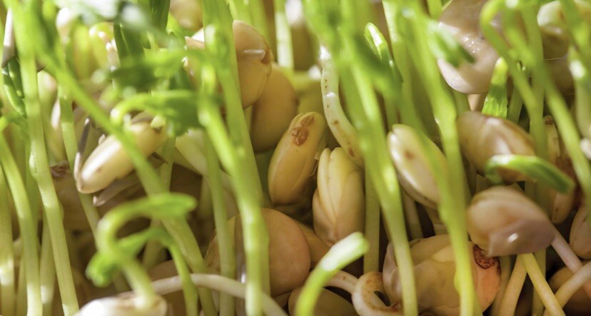 Organic Lentils Seeds (100 seeds)