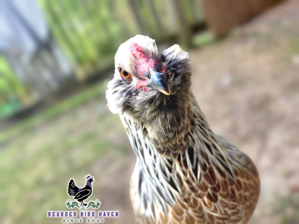 Easter Egger Hatching Eggs X6 (NPIP Certified: AI/PT Clean) + EXTRA