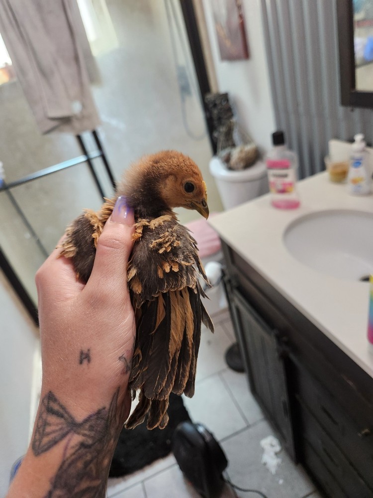 Bantam mystery egg Hatch 18 eggs