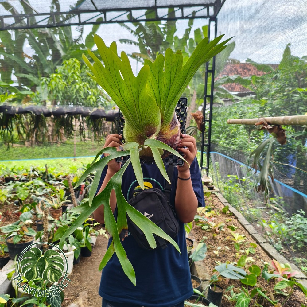 Platycerium Willinckii Roll Large Size Free Phyto