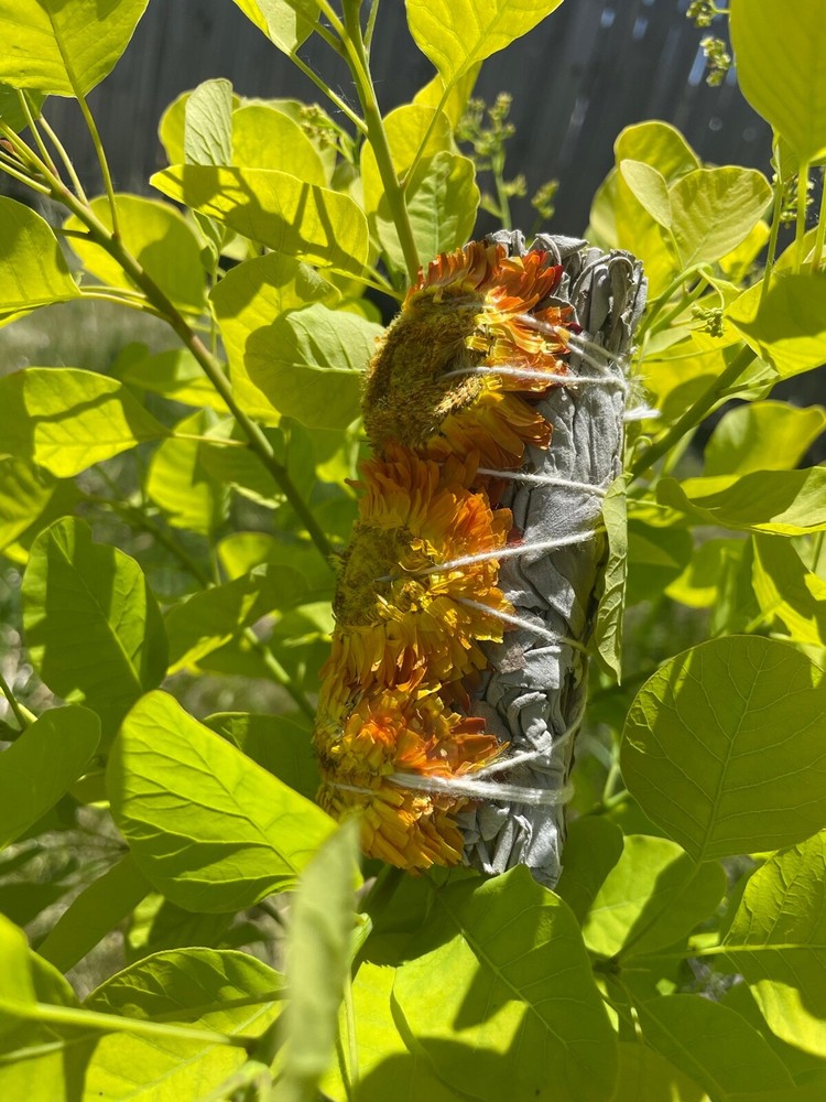 Yellow Sunflower Sage