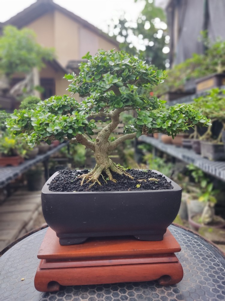 Premna Microphylla - Bonsai Tree Small Size