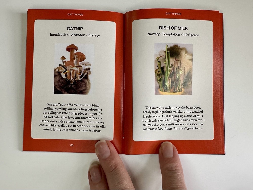 The Cat Oracle 33 Card Deck and Guidebook for Divination