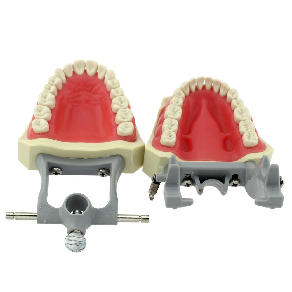 Columbia 860 Type Dental Typodont Model 32pcs Removable Teeth Soft Gingiva CDCA