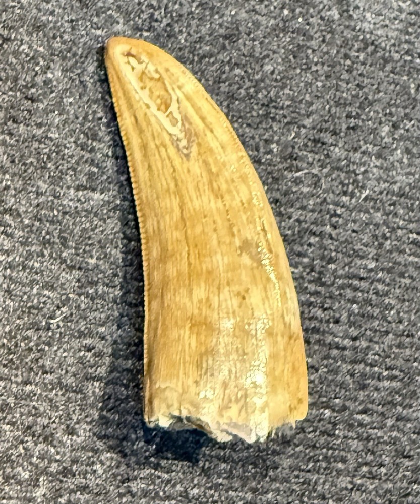 ~1.5” Dinosaur Theropod Tooth, Beautiful Tooth Very Nice Serrations