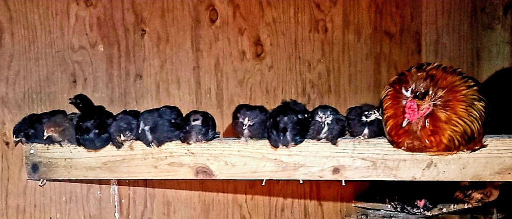ARAUCANA FERTILE EGGS 12+ Standard size Multi colored flock!