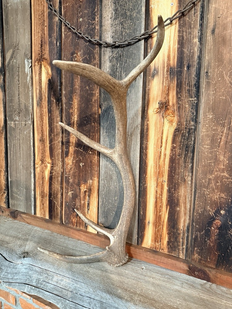Small 5pt Elk Shed ~ Elk Antler ~ Decor