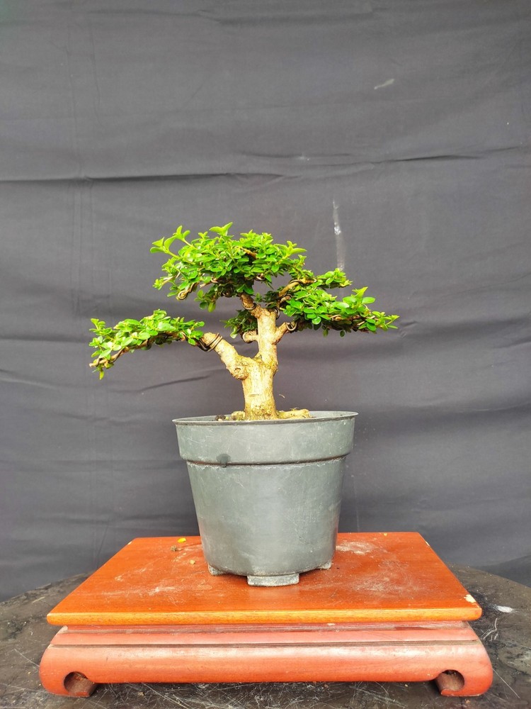 Tree Premna Microphylla Living Tree Bonsai Tree