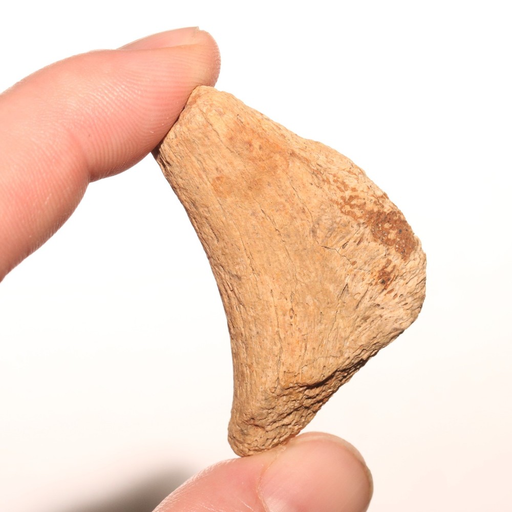 Dinosaur Rib Hook Fossil - from Hell Creek Formation Cretaceous