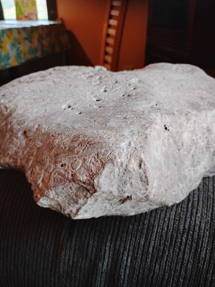 DEFINITELY A DINO BONE... DON'T KNOW WHICH ONE YET.. PLEASE HELP ME IDENTIFY IT.