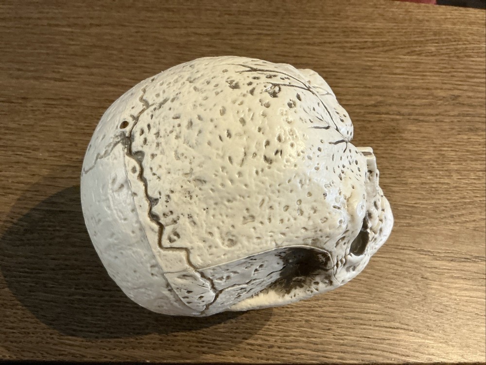 Skull Figurine Halloween Decor Rustic Look