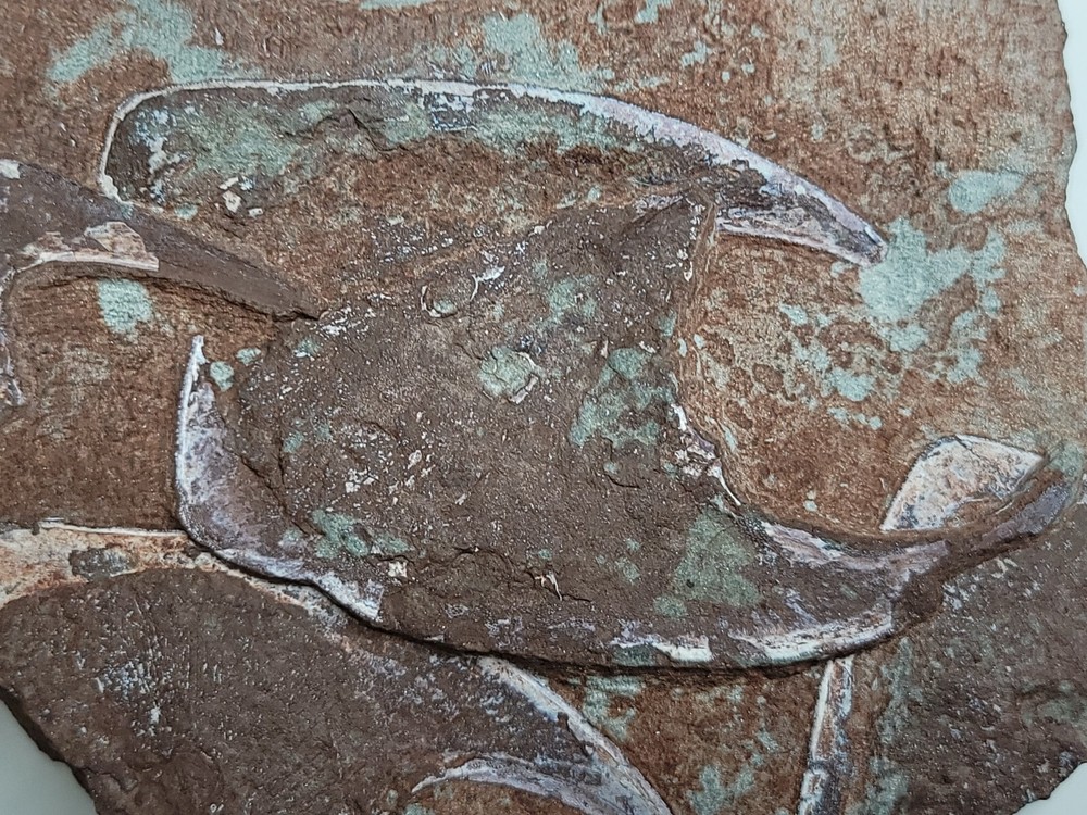 Rare 5 Fossil Devonian Armored Fish Cephalaspid Agnathan Panzer