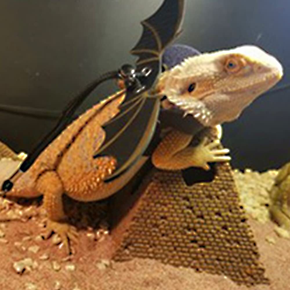 Adjustable Leather Harness with Wings for Bearded Dragons 3 Sizes Black