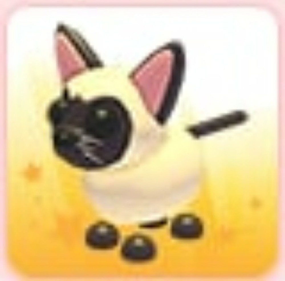 Siamese Cat | Adopt Now