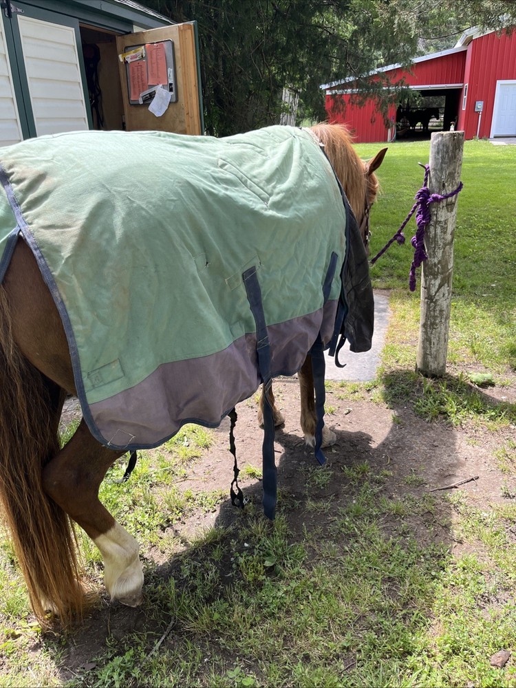 Schneiders Medium Weight 72” Blanket